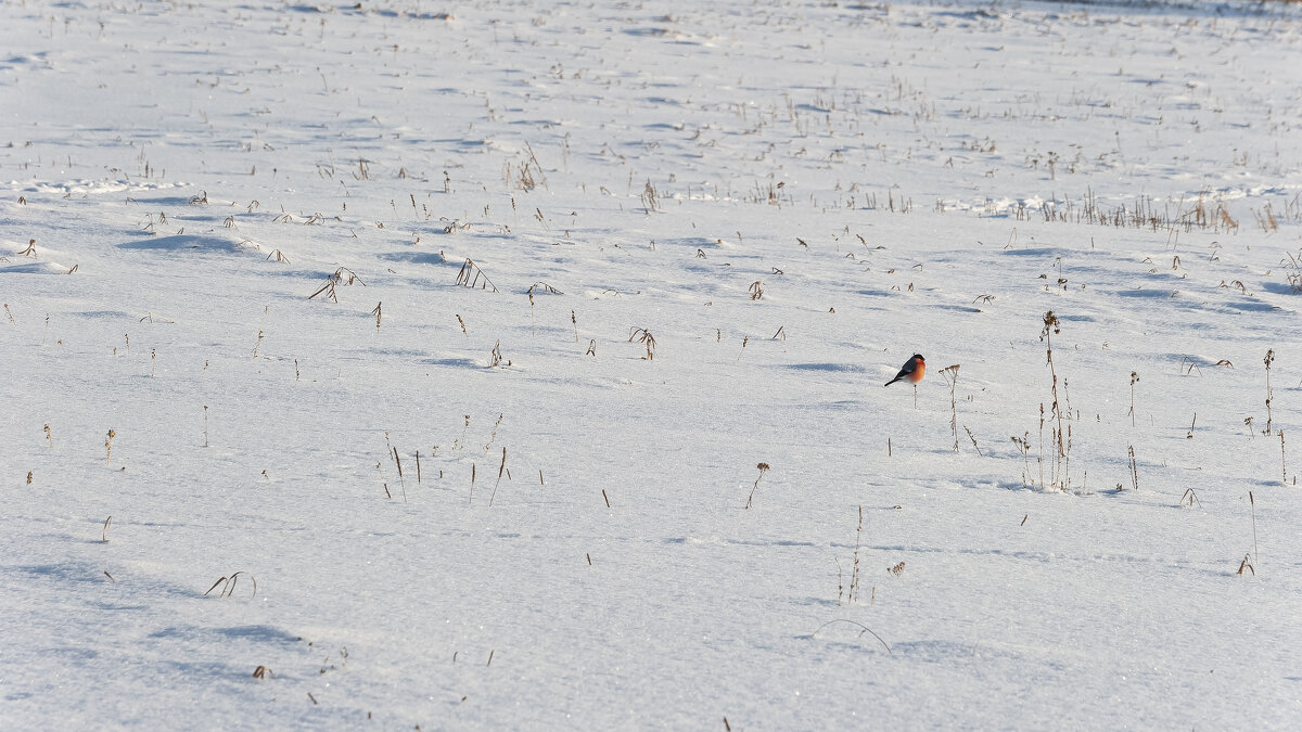 Одна маленькая, но гордая птичка... - Вадим Басов