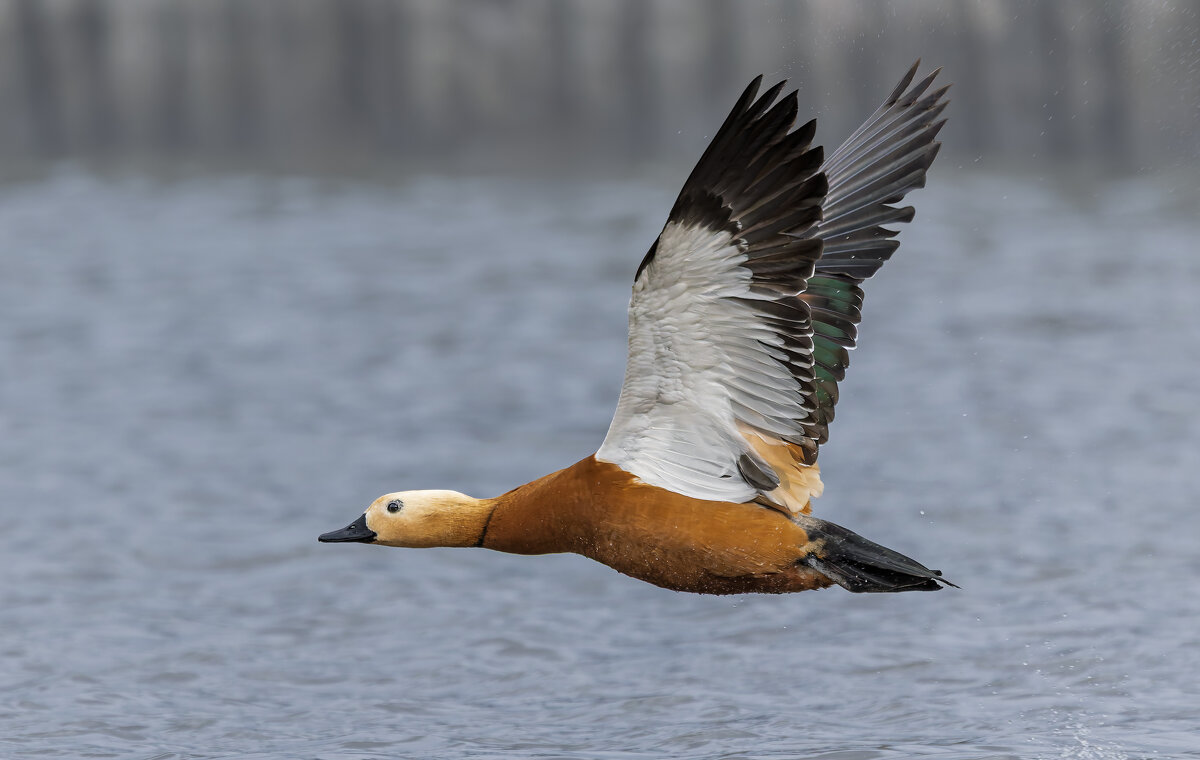 огарь в полете. - юрий макаров