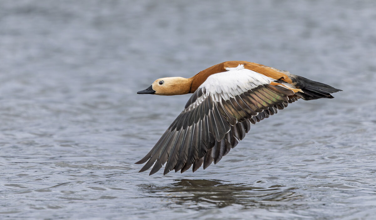 огарь в полете. - юрий макаров огарь в полете. - юрий макаров