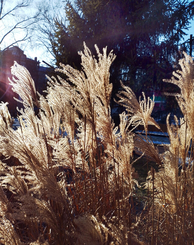 *** - Валентина Береснева