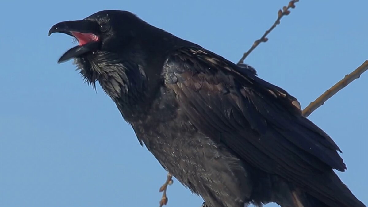 Мудрец - Михаил Андреев
