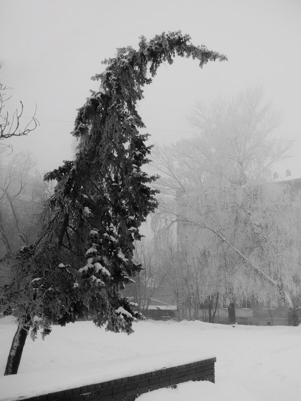 Монохромная элегия зимнего безмолвия... застывшая во времени. - Сергей В