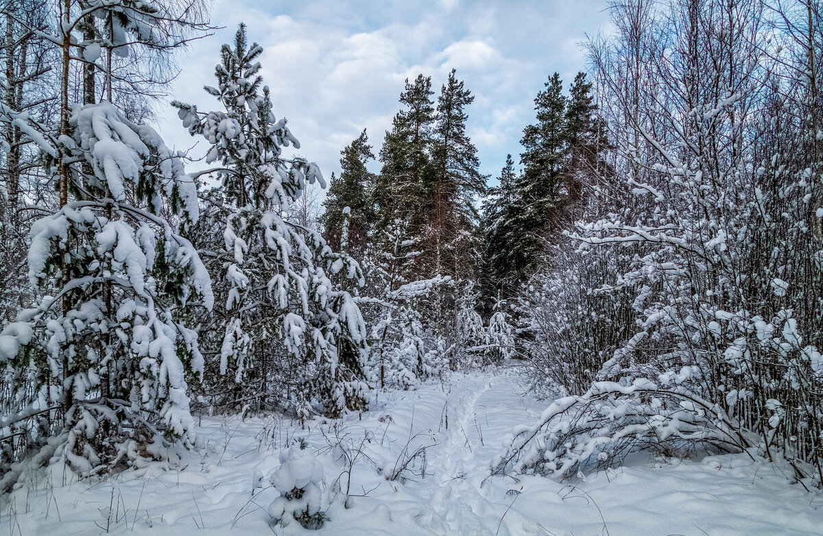 Четвертый день нового года - Андрей Дворников