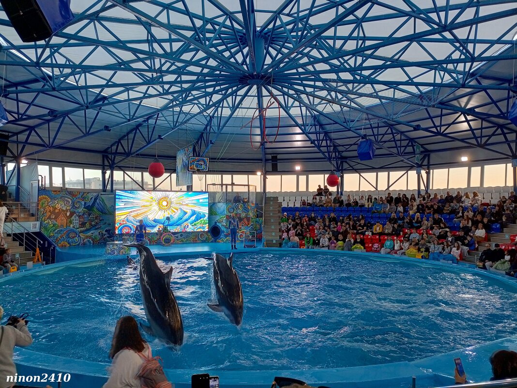 Адлер... Сочи Парк... шоу дельфинов... - Нина Бутко Адлер... Сочи Парк... шоу дельфинов... - Нина Бутко