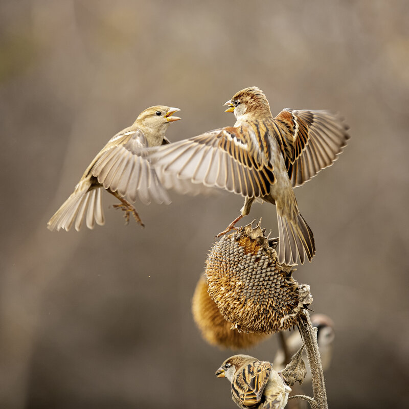 *** - Валерий Черняк