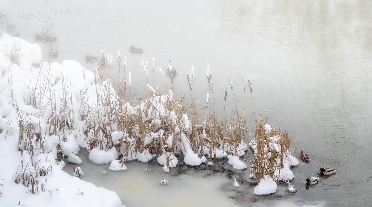 Утиные истории. - Сергей Клапишевский