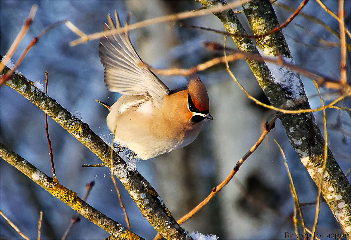 Свиристель - Laryan1 