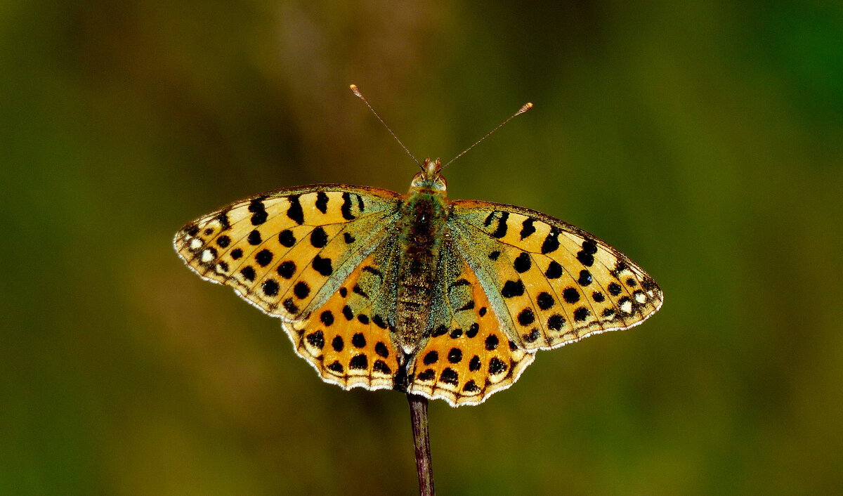 опять про бабочек...293 - Александр Прокудин