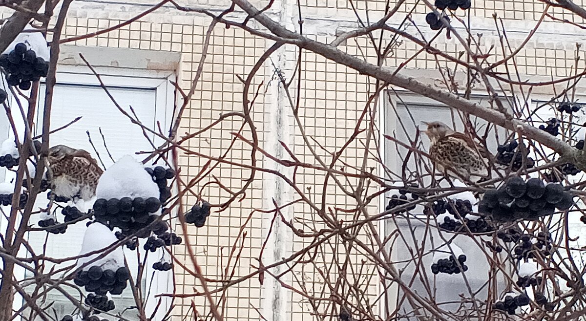 Дрозды - Сапсан 