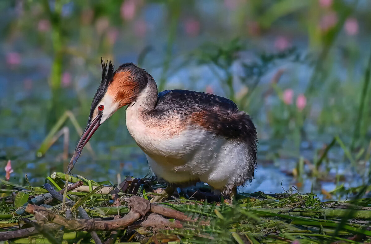 Большая поганка - Aleksey Afonin