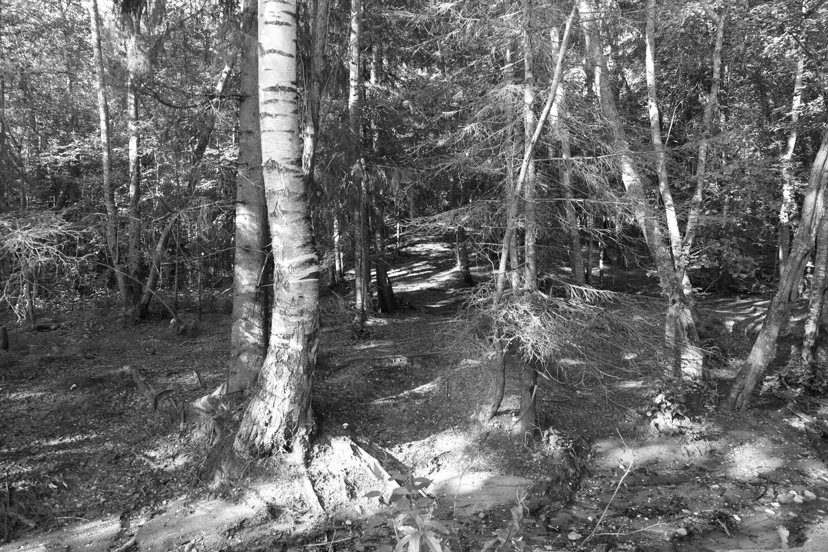 Фотография - Денис Безногов