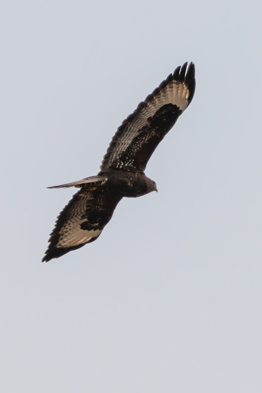 Канюк - Владимир Лазарев Канюк - Владимир Лазарев