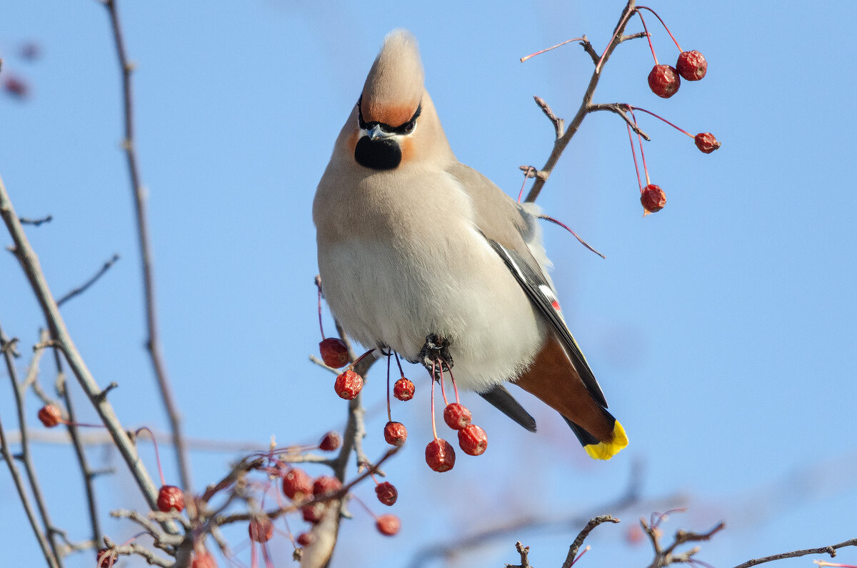 Свиристель - Виктор Иванович Чернюк