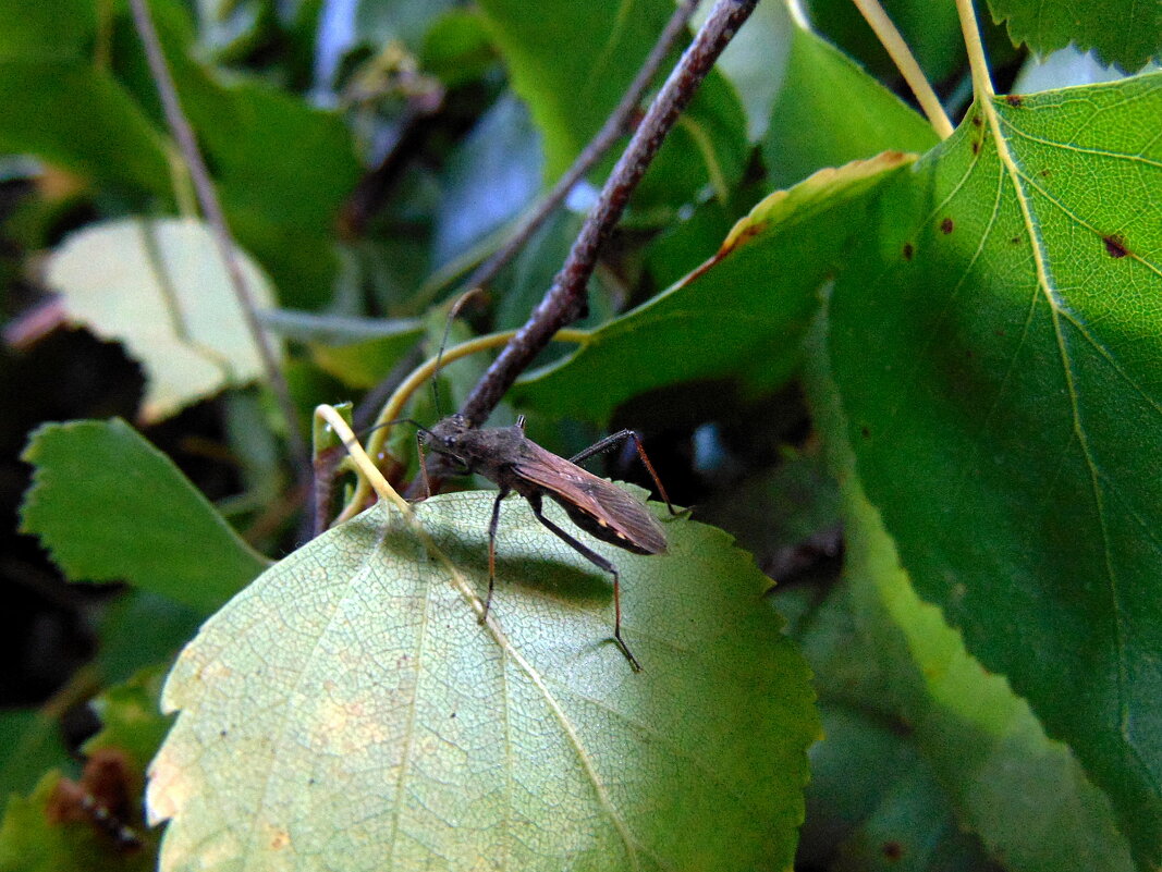 Притаился. - nadyasilyuk Вознюк Притаился. - nadyasilyuk Вознюк