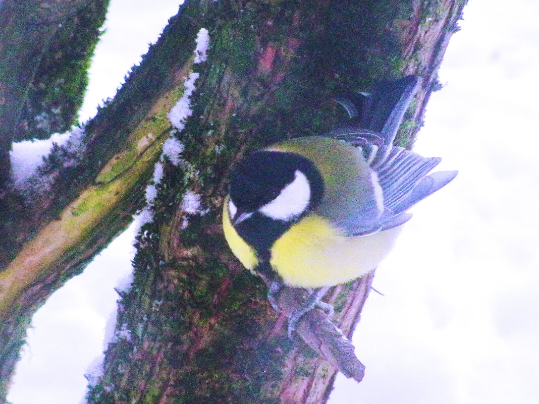 Ждёт угощения - Людмила Смородинская