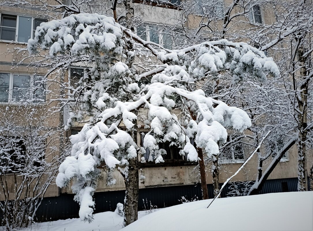 ЗИМНЕЕ - Виктор Никитенко