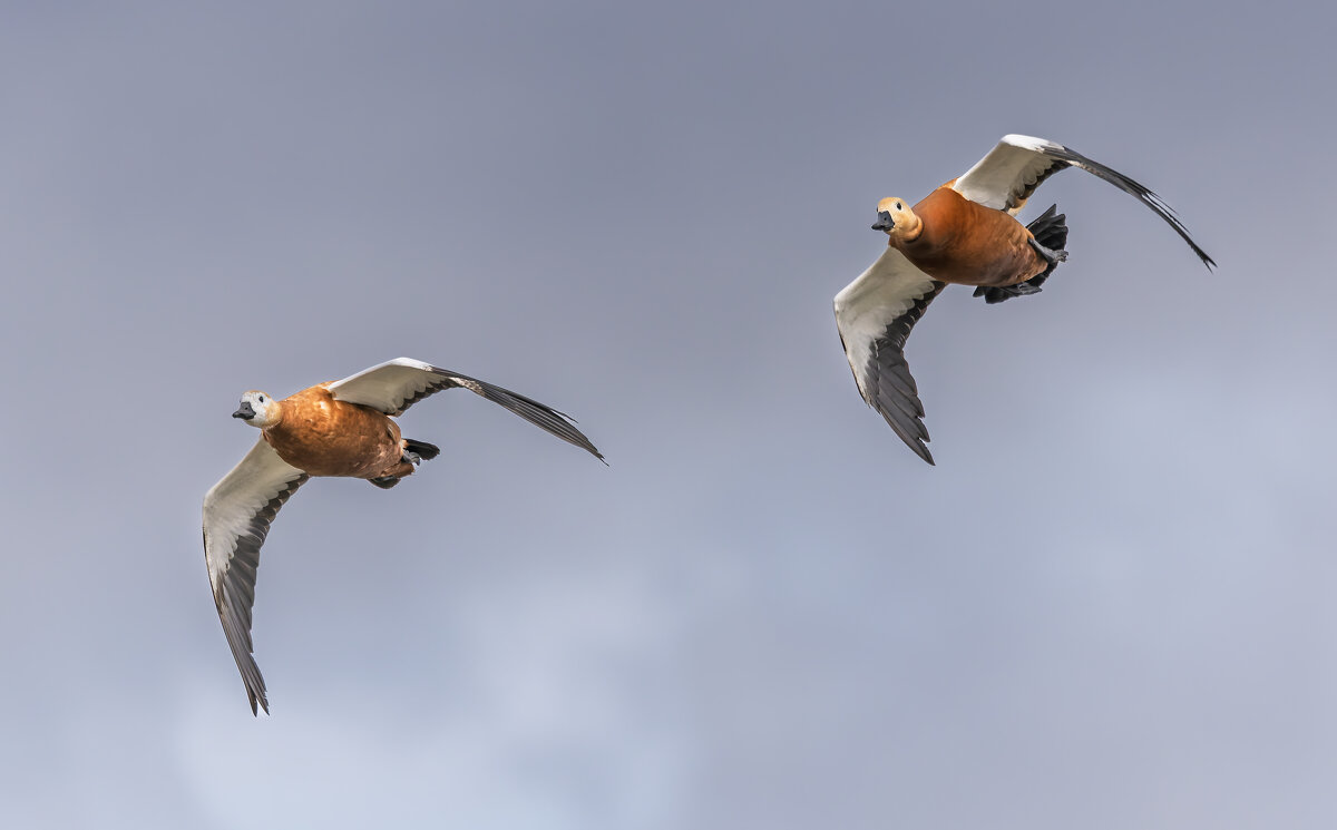 огари в полете. - юрий макаров огари в полете. - юрий макаров