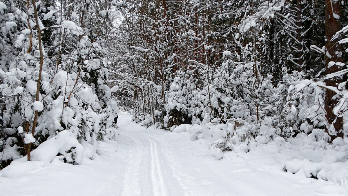 Лес во власти снега. - Милешкин Владимир Алексеевич 