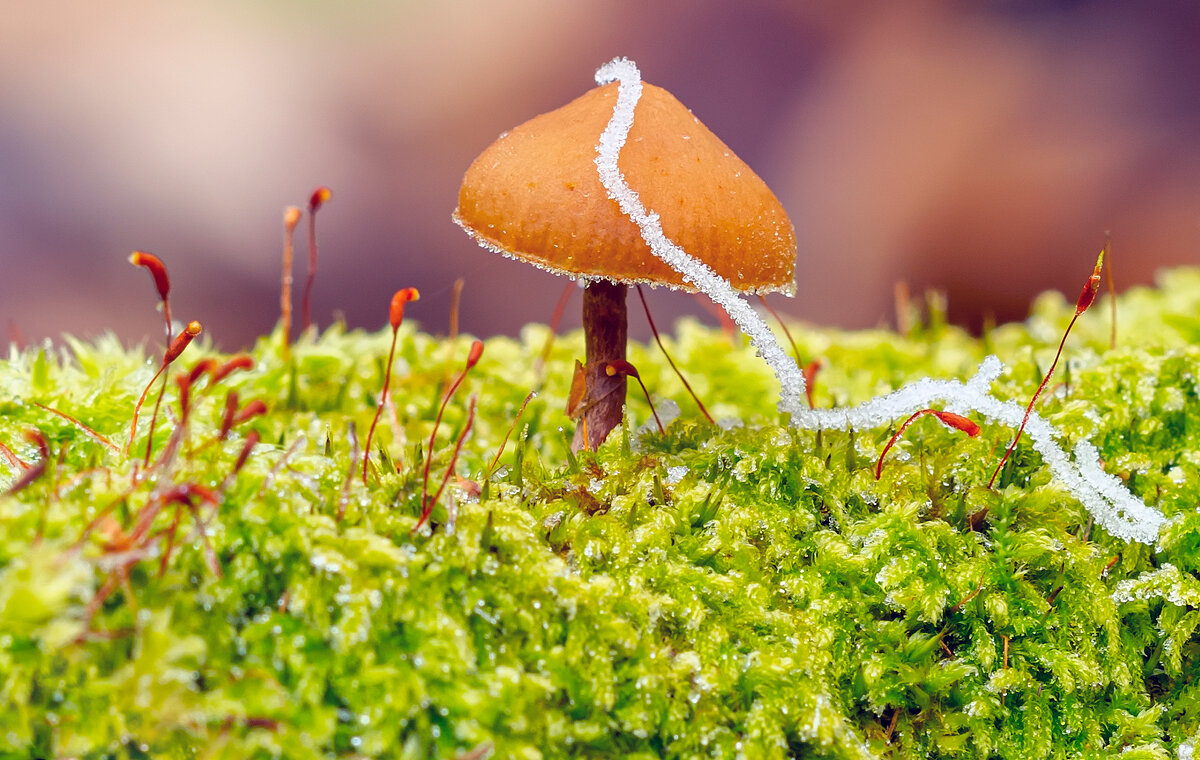 *** - Виталий Емельянов *** - Виталий Емельянов