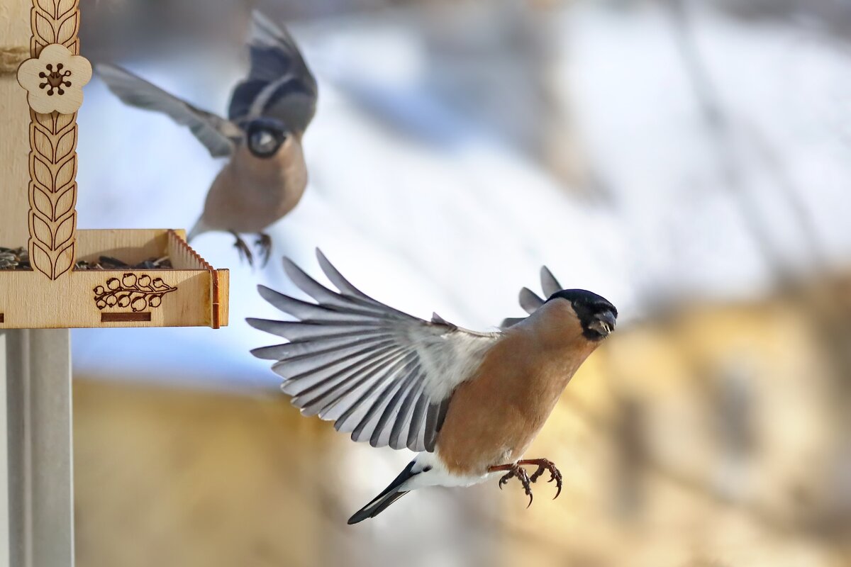 Радостный снегирь. - Татьяна Бравая