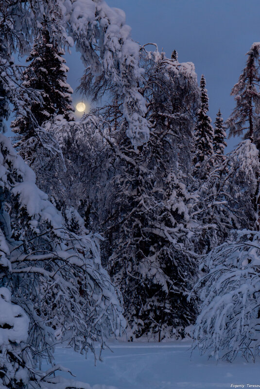 Луна потихоньку из снега встает и желтым цыпленком по небу идет - Евгений Тарасов 