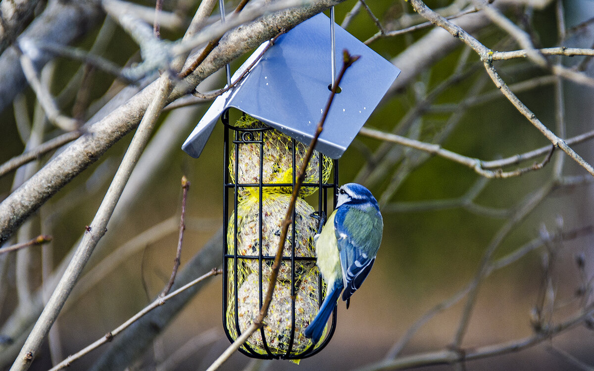 Синичка-сестричка! - Alexandеr P