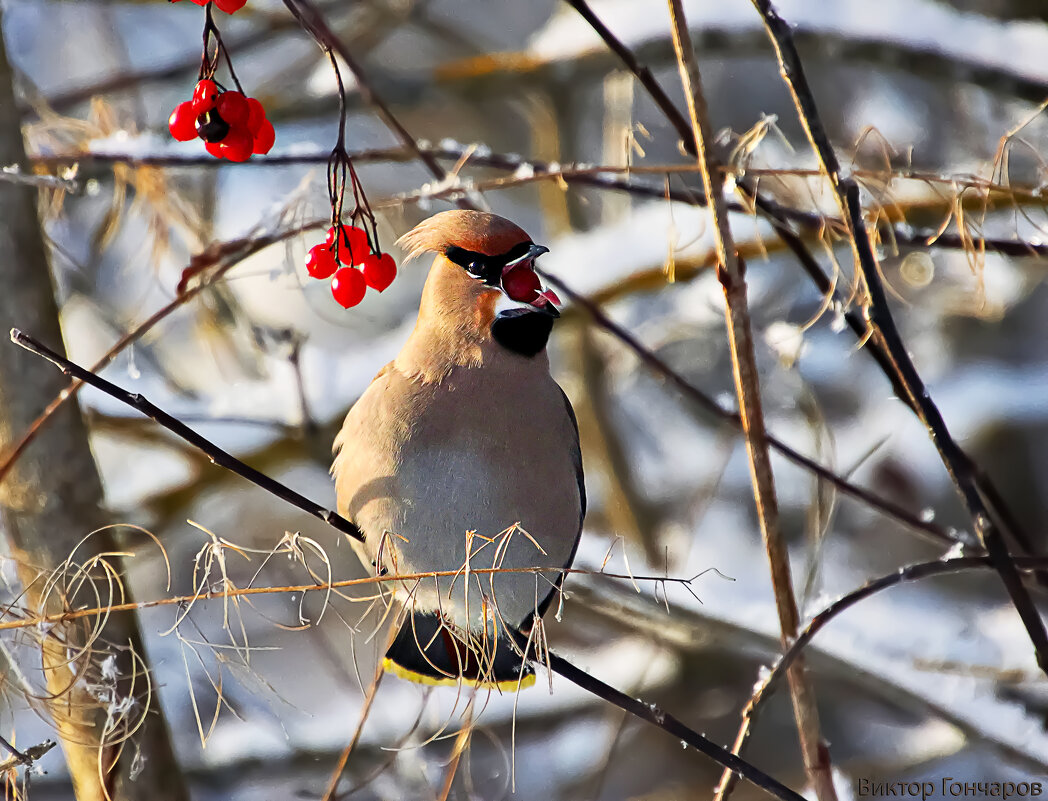 Свиристель - Laryan1 