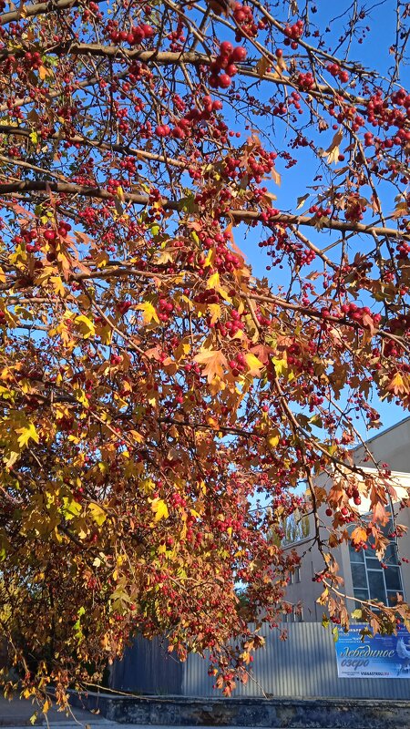 прекрасный октябрь - Елена Шаламова