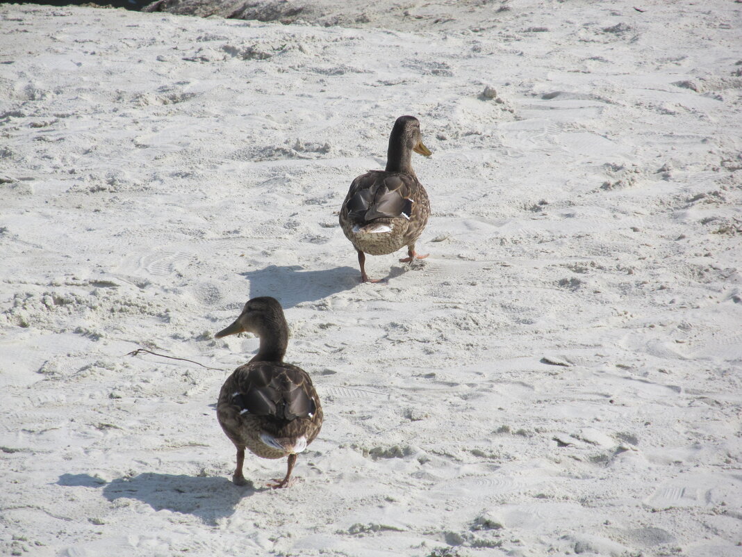 ....... - Елена Шаламова