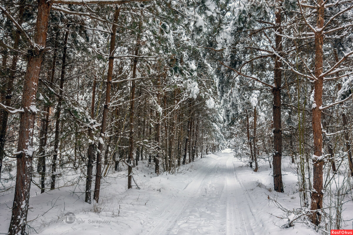Сквозь зимний лес - Игорь Сарапулов Сквозь зимний лес - Игорь Сарапулов