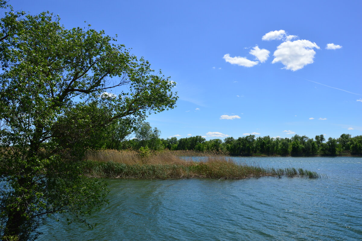 Местная река. - Виктор 
