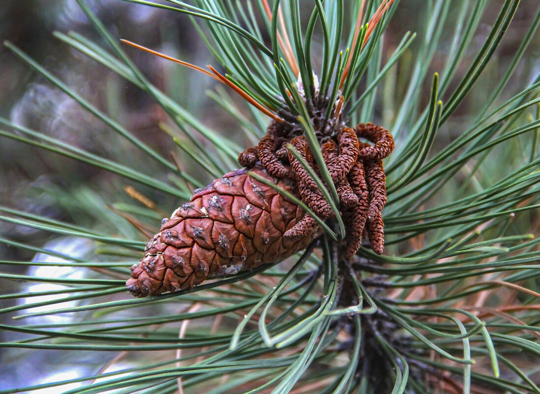 шишка - РозаВетроф шишка - РозаВетроф