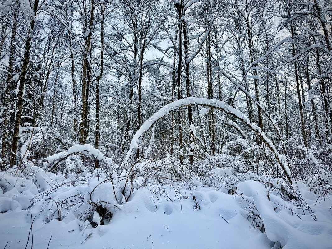 Лесная архитектура. - Любовь 