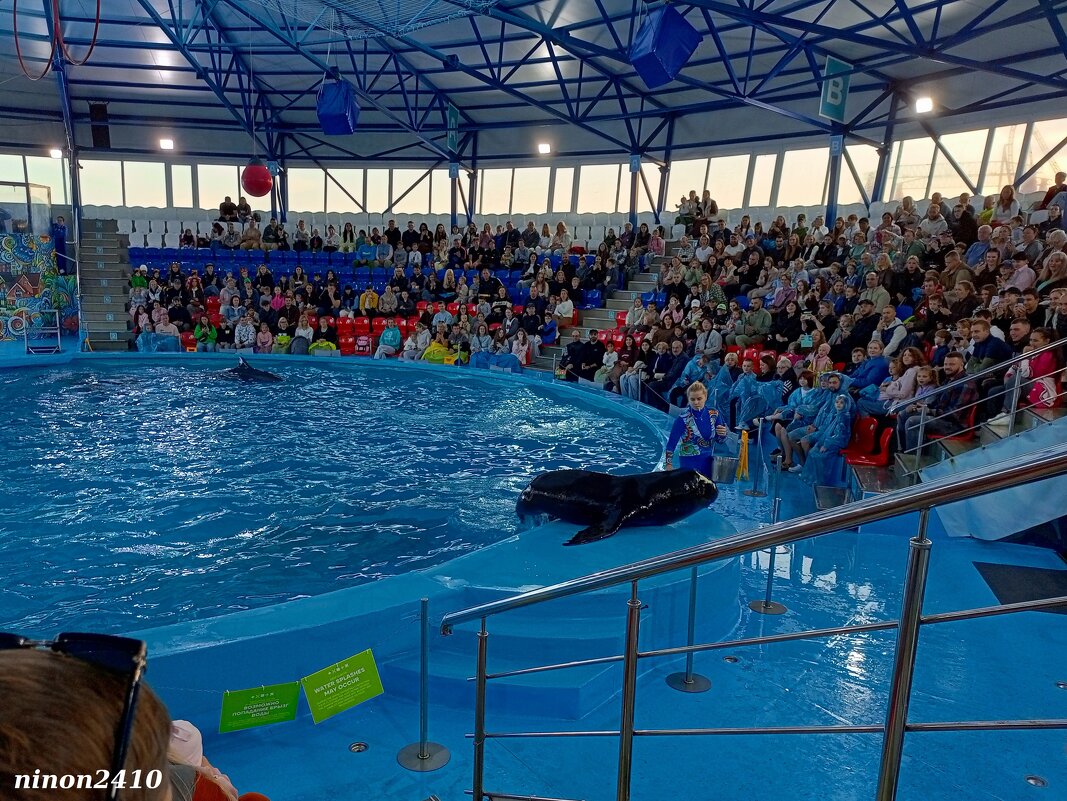 Адлер. Сочи Парк... шоу дельфинов и морских львов - Нина Бутко