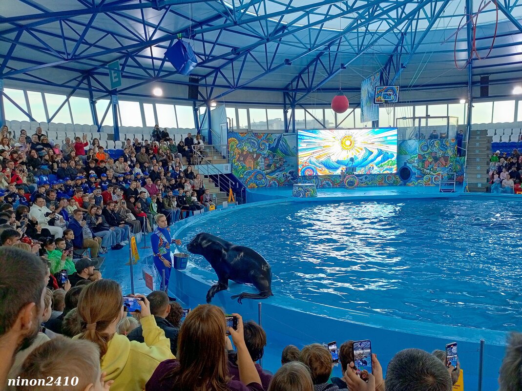 Адлер. Сочи Парк... шоу дельфинов и морских львов - Нина Бутко