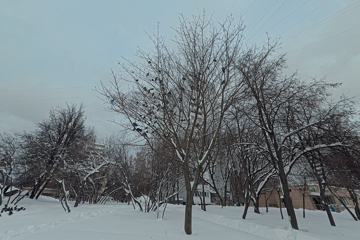 Голуби на дереве - Лютый Дровосек