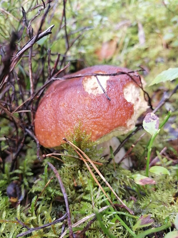 *** - Зоя Мишина *** - Зоя Мишина