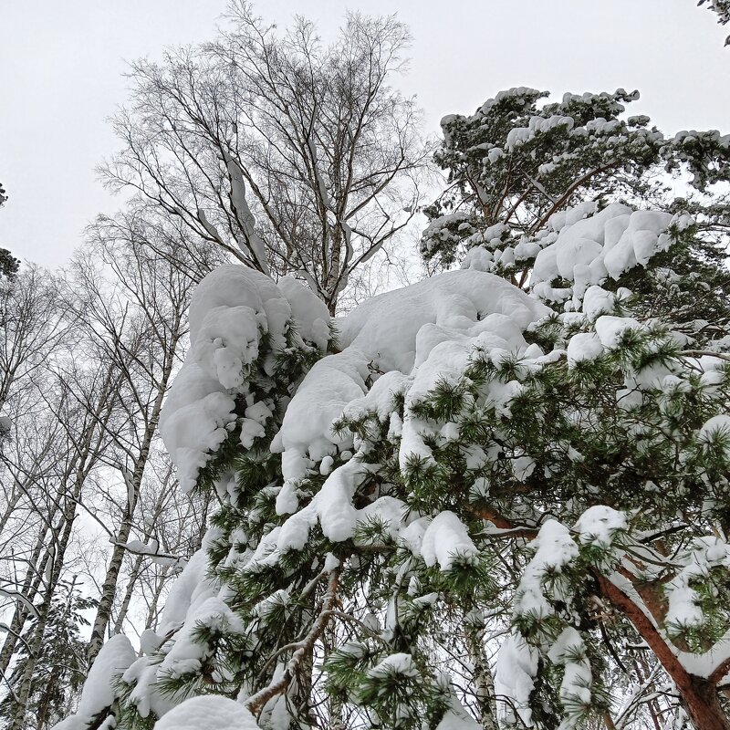 охраняет сон - Владимир 