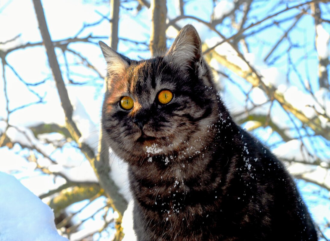 Мой Босс. - Владимир 