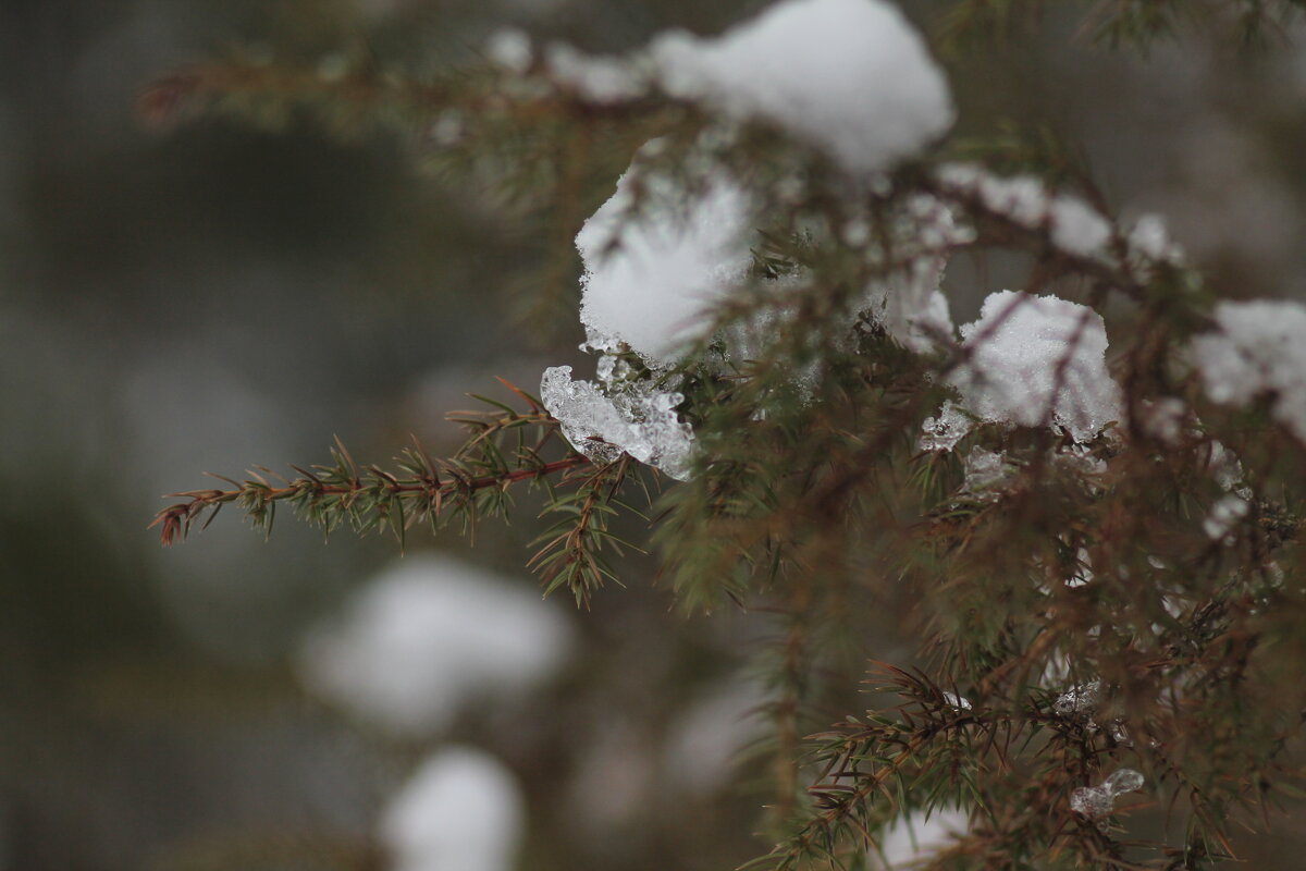 Хвоя - Вячеслав Крысанов