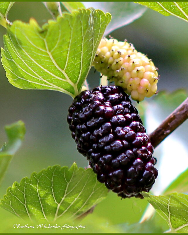 Дары природы - Светлана Ищенко