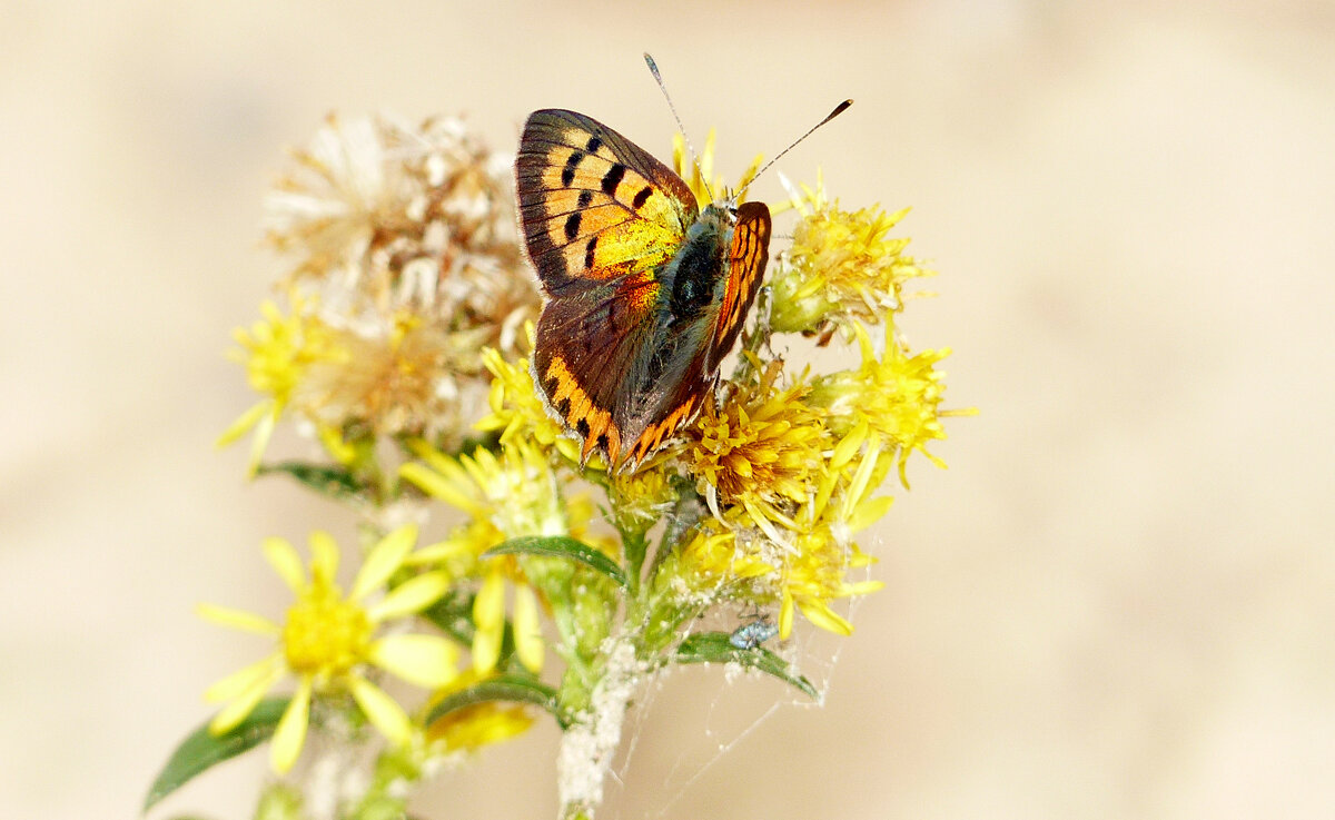 опять про бабочек...296 - Александр Прокудин