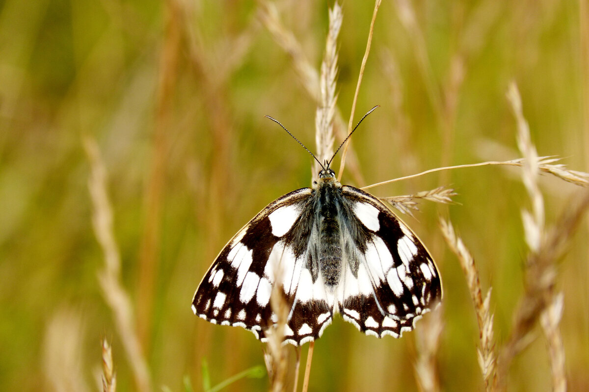 опять про бабочек...300 - Александр Прокудин опять про бабочек...300 - Александр Прокудин