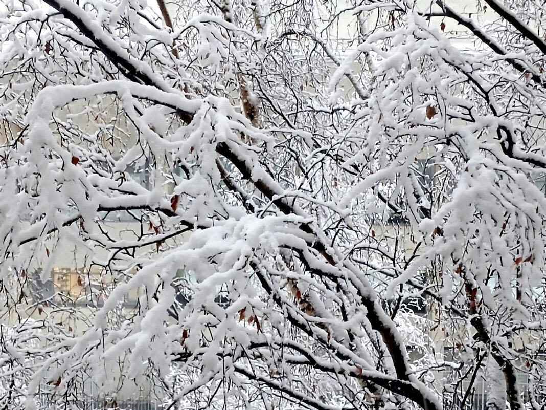 Белая берёза под моим окном... - Лия ☼ Белая берёза под моим окном... - Лия ☼
