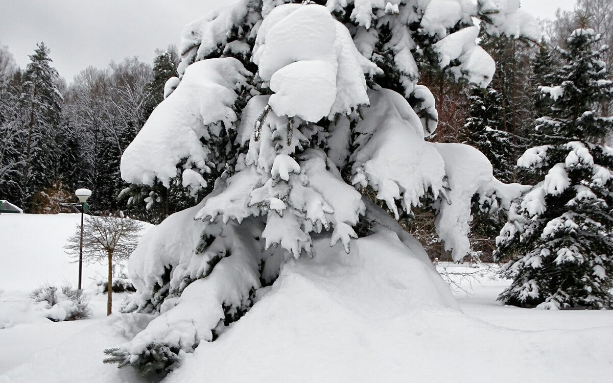 Снега долго ждали и он выпал с избытком. - Милешкин Владимир Алексеевич 