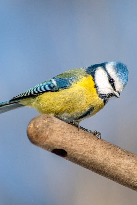 Лазаревка - Roman 