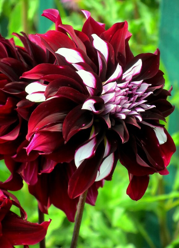 Георгина - Сергей Карачин