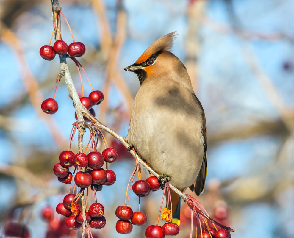 Свиристель - SanSan 