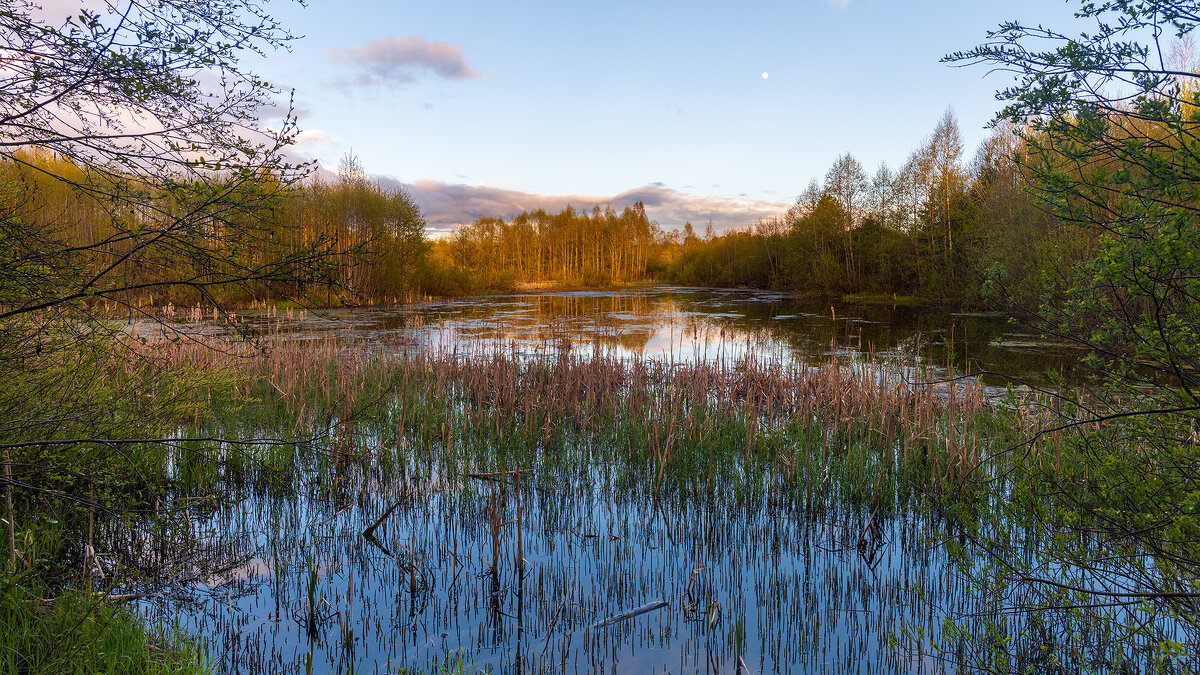 Тверские болота - Владимир Лазарев