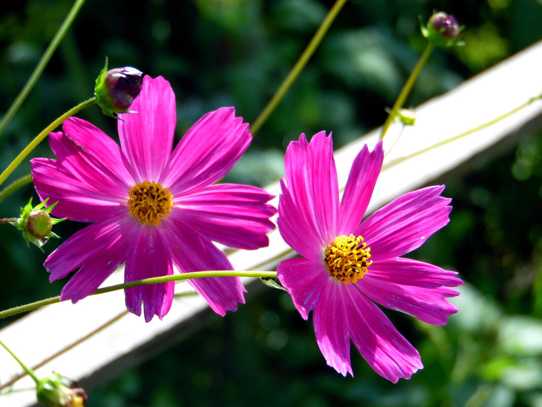 На длинных стебельках качаются космеи. - nadyasilyuk Вознюк На длинных стебельках качаются космеи. - nadyasilyuk Вознюк